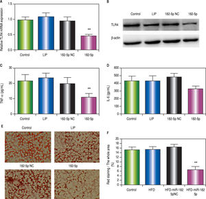 . miR-182-5p down-regulates TLR4 in HepG2 cells following OA administration. A. RT-PCR analysis of TLR4 in HepG2 cells following OA administration. B. TLR4 protein levels according to western blot analysis. C. TNFa and (D) IL-6 levels in supernatants according to ELISA. E and F. Lipid accumulation decreased following miR-182-5p transfection. Results are the mean ± standard deviation. * P < 0.05 and ** P < 0.01, miR-182-5p group vs. other groups.
