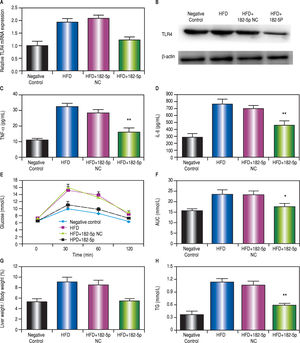 miR-182-5p downregulates TLR4 and decreases liver weight/body weight ratio and TG levels in HFD mice. (A) RT-PCR and (B) western blot analyses revealed significant decreases in TLR4 mRNA and protein levels, respectively, in the liver following miR-182-5p administration. (C) TNFa and (D) IL-6 levels in the liver decreased significantly following transfection with the miR-182-5p mimic. (E and F) Blood glucose area under the concentration-time curve (AUC) values for the 0-h to 2-h interval following glucose injection. G Liver weight/body weight ratio and H TG levels in the miR-182-5p group were lower than those observed in the HFD and HFD+miR-182-5p NC groups after 16 weeks. Results represent the mean ± standard deviation. * P < 0.05 and ** P < 0.01, miR-182-5p group vs. HFD and HFD+miR-182-5p NC groups.