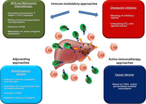 Combinatorial approach for HCC treatment. The available immunological approaches in HCC therapy are shown. A combination of them is foreseen to produce a dramatic increase in clinical outcome in HCC patients.