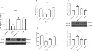 Aqueous extract of stevia (AES) decreased Nrf2 expression and oxidative stress markers in experimental cirrhosis. Western blotting of nuclear factor-E2-related factor 2 (Nrf2) (A) and 4-hydroxynonenal (4-HNE) (D) was performed for livers derived from control, CCl4-treated, AES+CCl4-treated, and AES-treated rats (n=3). β-Actin was used as a control. The values are presented as fold increases in OD values normalized to the values of the control group (control=1). The glutathione (GSH) content (B), GPx mRNA expression (C) and degree of lipid peroxidation (LPO) (E) were determined in livers (n=8). Each bar represents the mean value±SE (n=8). (a) P<0.05 compared with the control group; (b) P<0.05 compared with the CCl4 group.
