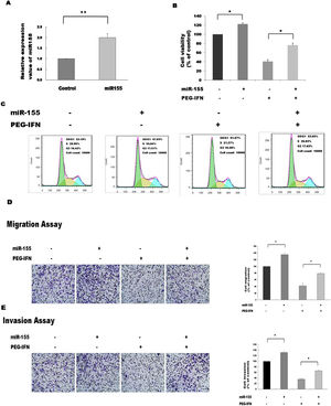 Upregulation of miR-155 abrogates the inhibitory effects of PEG-IFN on HepG2 cells growth. (A) Transfection of miR-155 mimics significantly increased the expression of miR-155 in HepG2 cells. **P<0.01 indicate significant differences from the control groups B After transfected with miR-155 mimics, the cells were treated with PEG-IFN (3600ng/ml). miR-155 significantly promoted proliferation in HepG2 cells with or without PEG-IFN treatment. *P<0.05 indicate significant differences from the respective control groups. (C) Flow cytometry analysis showed that miR-155 mimics decreased G0/G1 phase cell population with or without PEG-IFN treatment. (D) miR-155 mimics significantly increased migration ability in HepG2 cells with or without PEG-IFN treatment. *P<0.05 indicate significant differences from the respective control groups. (E) miR-155 mimics significantly increased invasion ability in HepG2 cells with or without PEG-IFN treatment. *P<0.05, indicate significant differences from the respective control groups.