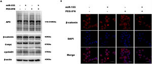 Upregulation of miR-155 regulated PEG-IFN-mediated inhibition of cells proliferation through wnt/β-catenin signaling pathway. (A) After transfected with miR155 mimics, the cells were treated with 3600ng/ml PEG-IFN. miR-155 mimics significantly increased β-catenin, C-myc and Cyclin D1 protein expression and decreased APC protein expression in HepG2 cells with or without PEG-IFN treatment. (B) miR-155 mimics significantly increased β-catenin nuclear accumulation in HepG-2 cells with or without PEG-IFN treatment. β-Catenin signal was shown in red. Nuclei was shown in blue (DAPI). Scale bars: 50μm.