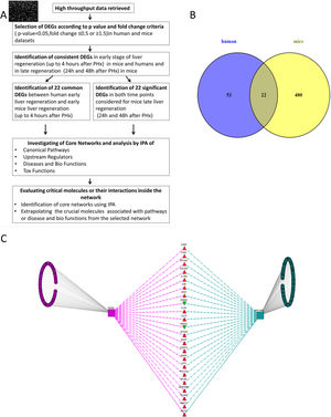(A) Flow chart detailing the steps in our study, from data curation to final generation of networks based on protein-protein interactions. (B) Venn Diagram illustrating the distinct and overlapping dysregulated genes between human and mouse datasets. There were 75 dysregulated genes in humans, 502 dysregulated genes in mice, and 22 shared genes between human and mice (list of genes reported in Supplementary file 1). (C) Network analysis demonstrates the genes common to human and mouse early liver regeneration in the center, with the red triangles depicting up-modulated genes, and the green triangles depicting the down-modulated genes.