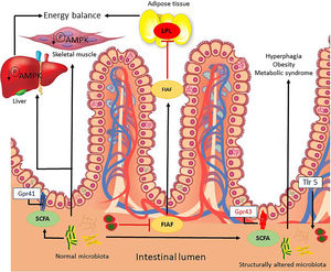 Possible mechanisms related to the intestinal microbiota that lead to energy imbalance and consequently obesity. FIAF, fasting-induced adipose factor; Gpr41/43, G-protein coupled receptor; LPL, lipoprotein lipase; SCFAs, short chain fatty acids; AMPK, AMP-activated protein kinase; TRL5, Toll-like receptor-5.