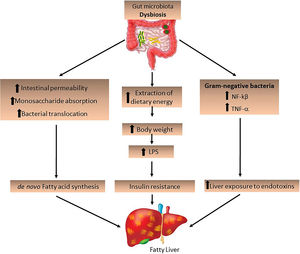 The role of the intestinal microbiota in the development of fatty liver. Intestinal dysbiosis may be a determining factor for the development and progression of NAFLD/NASH. The increase in pathogenic bacteria and Gram-negative bacteria increases dietary energy extraction, leading to increased intestinal permeability and bacterial translocation, stimulating de novo fatty acid synthesis and increasing LPS expression, as well as the expression of NF-kβ and TNF-α. LPS, lipopolysaccharides; NF-kβ, nuclear factor-kappa β; TNF-α, tumor necrosis factor-alpha.