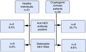 Anti-HEVIgG positivity and measurable HEV RNA in the study group. HEV: hepatitis E virus, IgG: immunoglobulin G, HEV RNA: hepatitis E virus ribonucleic acid.