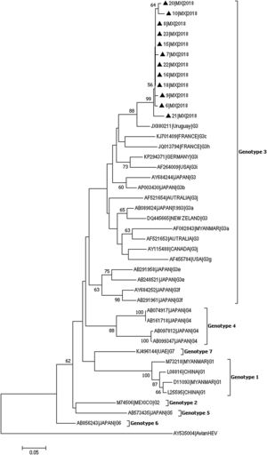 Genotyping phylogenetic tree constructed by neighbor-joining method based on sequence analysis of the 287-nt 5′ region of the ORF-1, corresponding to the putative methyltransferase gene. Bootstraps values were determined with 10000 resamplings of the datasets (only values over 50% are shown). Mexican strain (represented with black triangle) was compared with 30 strains whose partial or entire sequence have been reported and belonged to the different HEV genotype. As an outgroup, an avian HEV was included. The reference sequences are identified by GenBank accession number.