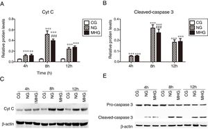 Effects of mild hypothermia on the protein expression of Cyt C and Caspase 3 in hepatic tissues and (B) protein expression levels of Cyt C and cleave-caspase 3, detected by Western blot. (C and D) Representative Western blot images of Cyt C and caspase 3. β-Actin was used as a control. ***P<0.001 vs. CG; ###P<0.001 vs. NG. Cyt C, cytochrome C; CG, control group; NG, normothermia group; MHG, mild hypothermia group.