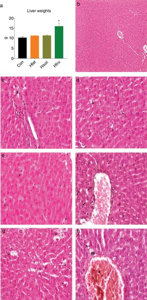 (a) Liver weights; (b) normal and healthy liver histology of Con group (H&E × 100μm); (c) hyalinous material and erythrocytes in vena centralis (*) and infiltration of inflammation cells (arrows) in Hfat group, H&E × 20μm; (d) sharp limited fat vacuoles in hepatocyte cytoplasm (arrows), in Hfat groups, H&E × 20μm; (e) balloon degeneration in hepatocytes (arrows) in Hsuc group, H&E × 20μm; (f) eosinophilia in hepatocytes and hyperchromasia in cytoplasm (**), erythrocytes in vena centralis (*) and inflammatory cell infiltration in the periphery (arrows), hydropic degeneration in hepatocytes (double arrows) and fat vacuoles in Hsuc group, H&E X 20μm; (g) fat vacuoles in hepatocytes (arrow heads), balloon degeneration (arrows) in Hfru group, H&E × 20μm; (h) hyalinous substance and erythrocyte accumulation in vena centralis (*), erythrocyte accumulation in sinusoidal spaces and expansion (arrow heads), lubrication (arrows), hydropic degeneration (**) in Hfru group, H&E × 20μm.