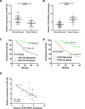 (A and B) RT-PCR for the expressions of miR-122 (A) and TLR4 (B) in cancer and adjacent normal tissues. ***P<0.001. (C and D) Survival curve in HCC patients with different expressions of miR-122 (C) and TLR4 (D). (E) The correlation between the expressions of miR-122 and TLR4.