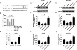 (A) The potential binding sites of miR-122 in TLR4 mRNA 3′-UTR. wt: wild-type; mut: mutant-type. (B) The effect of miR-122 on the luciferase activity of TLR4 mRNA 3′-UTR in Hep3B. *P<0.05. (C) The expression of miR-122 after transfection. mimics: miR-122 mimics. **P<0.01 vs. control. (D–I) The effect of miR-122 on the protein expression of TLR4 in Hep3B and MHCC97H cells, western blot was repeated three times. mimics: miR-122 mimics. ##P<0.01 vs. NC; ^^^P<0.001 vs. mimics; ΔΔΔP<0.001 vs. mimics+NC.