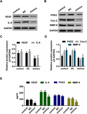 (A–D) The effect of miR-122 on the protein expressions of VEGF, IL-6, PGE2, Cox-2 and MMP-9 in Hep3B, western blot was repeated three times. *P<0.05 and **P<0.01 vs. control. (E) ELISA assay for determining the activity of VEGF, IL-6, MMP-9 and PGE2. *P<0.05 and **P<0.01 vs. control.