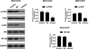 Western blot for the protein levels of p-PI3K, PI3K, p-Akt, Akt, and NF-κB in MHCC97H cells, western blot was repeated three times. mimics: miR-122 mimics. ***P<0.001 vs. control.