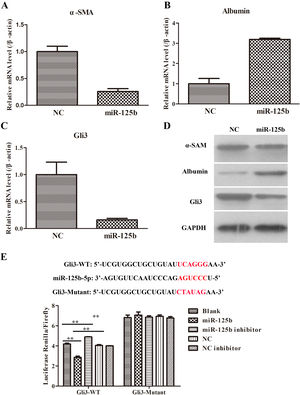 The influences of miR-125b in activated LX2 cells. (A) Overexpression of miR-125b. inhibited the α-SMA expression in mRNA level. (B) Enhanced miR-125b promoted Albumin expression in mRNA level. (C) Up-regulation of miR-125b suppressed Gli3 expression in mRNA level. (D) The effects of miR-125b on the protein expressions of fibrosis-related genes, including α-SMA, Albumin, and Gli3. (E) Dual-luciferase assays were applied to verify the target relationship between miR-125b and Gli3.