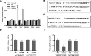 MiR-125a-3p could specifically target the 3′-UTR of PRAP1. To investigate the molecular mechanism of the functional effects of miR-125a-3p on the hepatocyte proliferation, CKAP4, PTEN, PRAP1, FBXO31, P53, and SENP2 were predicted as the potential targets of miR-125a-3p by Targetscan and OUGene. (A) These target genes were initially verified by qPCR. (B and C) Both 3′-UTR of wild-type PTEN and PRAP1 contained a seven-nucleotide binding site (5′-UCACCUG-3′) of miR-125a-3p. (D and E) Dual-luciferase reporter assays performed to further verify the most probable targets of miR-125a-3p. Each value represents mean±SEM (n=3). β-Actin was considered as an internal control. *p<0.05 vs. Control group.