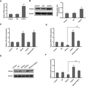 PRAP1 overexpression could reverse the control of miR-125a-3p to its expression. PRAP1 was a considered target of miR-125a-3p. PRAP1 overexpression vector was constructed and co-transfected with miR-125a-3p mimics. (A and B) The transfection efficiency was measured by qPCR and Western blot. (C) The miR-125a-3p level was detected under the combined effects of miR-125a-3p mimics and PRAP1 overexpression vectors. (D–F) The mRNA and protein levels of PRAP1 were measured by qPCR and Western blot. Each value represents mean±SEM (n=3). U6 was set as the internal control for miR-125a-3p levels and β-actin was considered as an internal control for PRAP1. *p<0.05 vs. Control group; #p<0.05 vs. Mimics groups.