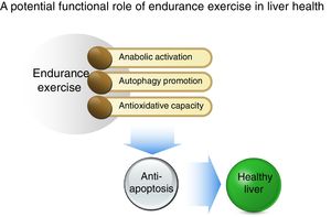 Summary of a potential protective mechanism of endurance exercise in the liver. Potentiated anabolic signaling, enhanced autophagy, and improved antioxidant capacity as a result of endurance exercise ensue in anti-apoptosis, suggesting that the reshuffle of favorable cellular environment by endurance exercise may be a critical source for hepatic protection.