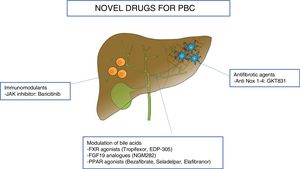 Novel drugs for Primary Biliary Cholangitis (PBC). FXR, farnesoid X receptor; FGF19, fibroblast growth factor 19; PPAR, peroxisome proliferator-activated receptor.