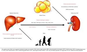 Pathogenic pathways linking NAFLD to CKD.
