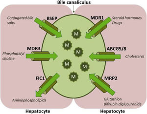 Hepatocyte canalicular transporters and bile formation. BSEP mediates the efflux of conjugated BS into bile. BS are essential for extraction of the membrane PC flopped by MDR3 from the inner to the outer leaflet of the membrane, as well as for the cholesterol efflux mediated by ABCG5/8 heterodimer. BS, PC and cholesterol form mixed micelles, reducing detergent and lithogenic activity of the bile. MRP2, a canalicular conjugate export pump, mediates excretion of a wide range of amphipathic anionic substrates, including bilirubin glucuronides and glutathione. MDR1 transports many metabolites and toxins of endogenous or exogenous origin into bile. FIC1 acts as aminophospholipid flippase, essential to maintain membrane lipid asymmetry responsible for canalicular membrane stability [2,6–8]. Legend: ABCG5/8: ATP-binding cassette, sub-family G, member 5/8, BS: bile salts, BSEP: Bile salt export pump, FIC1: Familial intrahepatic cholestasis, M: mixed micelles, MDR1: Multidrug resistance protein 1, MDR3: Multidrug resistance protein 3, MRP2: Multidrug resistance-associated protein 2, PC-phosphatidylcholine.