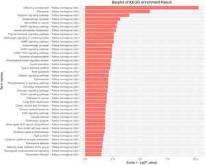 KEGG pathway analysis of the differentially expressed miRs in the aged rats. Enrichment score is equal to −log10(P_value). The higher the enrichment score is, the more specific the corresponding signaling pathway is. X-coordinate represents the negative logarithm of P(−Lg; P_value). Y-coordinate denotes the name of the path. KEGG, Kyoto Encyclopedia of Genes and Genomes; miRs, microRNAs.