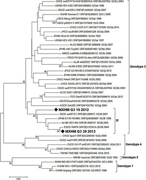 Phylogenetic analysis of HEV positive samples from the HIMFG. The analysis included 70 nucleotide sequences (CD-HIT 98%). The evolutionary inference was performed according to the Maximum Likelihood method using the Tamura-Nei model with a discrete gamma distribution and permissible values for invariant regions. 1000 bootstrap replicates were run. Branches were clustered for graphical purposes; first number indicates number of sequences, genotype and sub-genotype, years of detection. The sequences found in this study are identified with diamonds and bold letters (GeneBank accession number MXHMg3_19|_2012, and MXHMg3_39|_2013). Data availability: Obtained sequences are publicly available in Genbank with accession numbers MG570165.1d for strain MXHM_G3_39_2012, and MG570166.1 for strain MXHM_G3_19_2013.