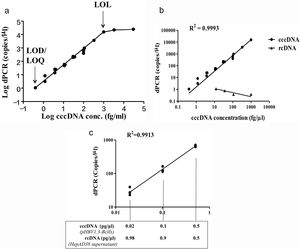 Development of digital PCR for HBV cccDNA quantification. (A) LOD, LOQ, LOL, and linearity range of cccDNA quantification using the HBV plasmid pHBV1.3x-BclI as a standard. Based on at least 3 independent experiments, the LOD and LOQ for HBV cccDNA digital PCR were 1.05copy/μl, and the LOL was 1.02×104copies/μl. The linear range of detection was 1.02×104copies/μl. (B) Quantification of cccDNA in the pHBV1.3-BclI plasmid and rcDNA in virions in the growth medium of virus-producing HepAD38 cells. For the pHBV1.3X-BclI plasmid, the cccDNA copy numbers measured by digital PCR were consistent with the input numbers (R2=0.9993). However, the rcDNA in the same amounts was not detected by cccDNA digital PCR, indicating that digital PCR by the Clarity™ dPCR platform was highly sensitive and specific for cccDNA detection. (C) Quantification of cccDNA in reactions with various amounts of rcDNA. The relative ratios of cccDNA to rcDNA were 1–1, 1–9, or 1–49 in the digital PCRs. The dotted lines indicate the amounts of cccDNA template in the digital PCR reactions. In various ratios of cccDNA to rcDNA, the cccDNA copy numbers can be accurately quantified (R2=0.9913).