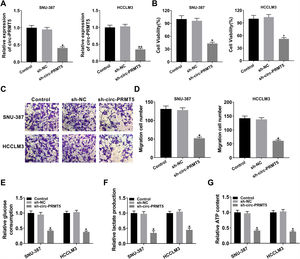 Effects of circ-PRMT5 silencing on proliferation, migration and glycolysis of hepatocellular carcinoma cells. (A–G) SNU-387 and HCCLM3 cells were transfected with sh-circ-PRMT5 or sh-NC, un-transfected cells were regarded as the control group. (A) RT-qPCR was conducted to confirm the knockdown efficiency of circ-PRMT5 in SNU-387 and HCCLM3 cells. (B) The cell viability of SNU-387 and HCCLM3 cells was measured using MTT assay. (C and D) Transwell migration assay was used to measure the migration ability of SNU-387 and HCCLM3 cells and representative images were shown. (E–G) Glucose consumption, lactate production, and ATP level in SNU-387 and HCCLM3 cells were measured by matched assay kits. *P<0.05.