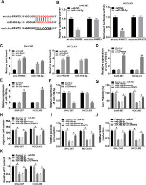 MiR-188-5p was a direct target of circ-PRMT5 and upregulation of miR-188-5p-mediated effects on proliferation, migration and glycolysis of hepatocellular carcinoma cells could be abolished by overexpression of circ-PRMT5. (A) Binding region between miR-188-5p and circ-PRMT5, as well as matched mutant sites were shown. (B) The relative luciferase activity was examined in SNU-387 and HCCLM3 cells co-transfected with miR-188-5p mimic or miR-NC and luciferase reporter vectors wt-circ-PRMT5 or mut-circ-PRMT5. (C) RIP assay was performed in SNU-387 and HCCLM3 cells using Ago2 antibody, then the enrichment of miR-188-5p and circ-PRMT5 was detected. (D) The expression level of circ-PRMT5 was examined by RT-qPCR assay in SNU-387 and HCCLM3 cells transfected with circ-PRMT5 or Vector, with un-transfected cells as Control group. (E and F) RT-qPCR assay was conducted to evaluate the expression level of miR-188-5p in SNU-387 and HCCLM3 cells transfected with circ-PRMT5, Vector, sh-NC, or sh-circ-PRMT5 with un-transfected cells as Control group. (G-K) SNU-387 and HCCLM3 cells were transfected with miR-NC, miR-188-5p, miR-188-5p+Vector, or miR-188-5p+circ-PRMT5. (G) MTT assay was introduced to assess the cell viability of SNU-387 and HCCLM3. (H) The migration ability of SNU-387 and HCCLM3 cells was evaluated using transwell migration assay. (I–K) Glucose consumption, lactate production, and ATP content in SNU-387 and HCCLM3 cells were shown. *P<0.05.
