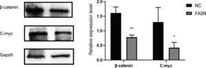 (A) Quantitative analysis results and representative images of the western blot results for β-catenin and C-myc in HepG2 cells.