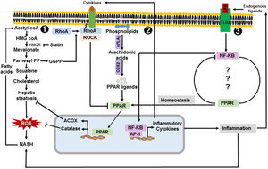 Peroxisome-linked pro and anti-inflammatory mechanisms in NASH. 1. Acetyl coA is used to synthesize cholesterol through the mevalonate pathway. Elevated level of cholesterol synthesis contributes to the development of hepatic steatosis and NASH. Inhibition of mevalonate pathway improves hepatic steatosis and NASH. NASH results in increased level of free fatty acids leading to the increased de novo synthesis of cholesterol. 2. cPLA2 and COX2 produce PPAR ligand e.g. eicosanoids. Activated PPAR, in turn, enhances the transcription of catalase and ACOX. Catalase and ACOX contribute to the decomposition of ROS and inhibition of excessive fat accumulation in the liver. Activated ROCK leads to the decreased expression and activation of PPAR. 3. Concentration of circulating LPS is observed to increase in NASH. LPS and endogenous ligands interact with TLR-4, induces NF-κB activation pathway, and enhances the expression of proinflammatory cytokines e.g. TNF-α, which eventually activates the ROCK pathway. NF-κB and PPAR form a negative regulatory loop in NASH. ACOX: acyl-coenzyme A oxidase, AP1: Activator protein 1, COX2: cyclooxygenase-II, cPLA2: calcium-dependent phospholipase A2, NF-κB: nuclear factor kappa B, PPAR: Peroxisomal proliferator-activated receptor, RhoA: Ras homolog gene family member A, ROCK: Rho-associated protein kinase.
