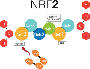 NRF-2 molecule interacting with KEAP1. NRF-2 has six Neh domains. Neh1 is a Bzip structure that works for the dimerization of NRF-2 and its binding to DNA. Neh2 and Neh6 are known as degrons, which function asregulators in the protein degradation rate. Neh4 and Neh5 together work for NRF-2-dependent transactivation. BTB, BTB domain of KEAP1 protein; Bzip, Basic Leucine Zipper Domain; β-TrCP, β-transducin repeats-containing proteins; Neh, NRF-2-ECH homology; NRF-2, Nuclear factor (erythroid-derived 2)-like 2.