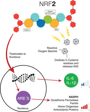 Common pathway of NRF-2. When the cells are exposed to oxidative stress, NRF-2 escapes the negative regulation of KEAP1 through the increase of NRF-2, the transcription of interleukins decreases the levels of antioxidant response elements increase. ARE, Antioxidant Response Elements; Bzip, Basic Leucine Zipper Domain; β-TrCP, β-transducin repeats-containing proteins; IL-6, Interleukin 6; IL-1β, Interleukin 1β; NADPH, nicotinamide adenine dinucleotide phosphate hydrogen; NRF-2, Nuclear factor (erythroid-derived 2)-like 2.