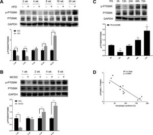 Oscillated activation of P70S6K in both in vivo and in vitro models of non-alcoholic fatty liver disease (NAFLD). (A and B) Levels of phosphorylated and total P70S6K in liver lysates form mice fed with high fat diet (HFD) or methionine-choline-deficient diet (MCDD). Significant versus normal chow diet (NCD): *P<0.05, **P<0.01, and ***P<0.001. (C) Levels of phosphorylated and total P70S6K in HepG2 cells treated with palmitic acid (PA). Significant versus 0h: *P<0.05 and **P<0.01. (D) P70S6K activation is negatively correlated with autophagic synthesis in HepG2 cells.