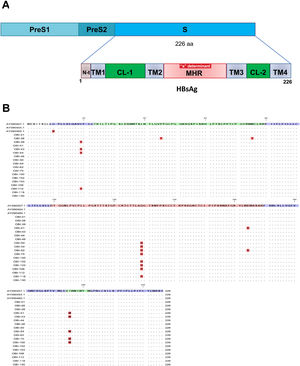 Mutational profile of the HBsAg among 18 OBI patients genotype H. (A) The ORF-S encoding the hepatitis B surface antigen is depicted. The lower schematic highlights functional regions of the HBsAg. TM1, transmembrane domain residues 8–23; the cytosolic loop (CL-1) residues 24–79; TM2 residues 80–98; MHR residues 99–169; TM3 residues 170–193; the second cytosolic loop (CL-2) residues 194–201 and the TM4 residues 202–226. B) Alignment of amino acid sequences deduced from OBI patients. Residues identical to the genotype H reference consensus are indicated by dots. Mutations are indicated in red boxes.