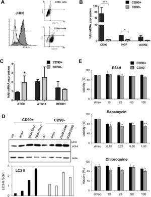 Differential basal autophagy activity between CD90+ and CD90- subpopulation of JHH6. A. Flow cytometric profile of isolated CD90+ cells by gradual magnetic sorting showed high presence of CD90+ in positive fraction (>85%). B. Confirmation of cells separation by mRNA expression of CD90. CD90+ cells showed higher expression of HGF and AXIN2. C. mRNA expression of autophagy marker ATG8/GABARAPL1, ATG18/WIPI1, and REDD1/DDIT4 in separated cells. D. LC-3 blotting of separated cells together with its relative LC3-II protein expression. Densitometric analysis was performed by normalizing LC3-II signal to actin.CD90- with DMSO was indicated as 1.0. E. MTT test of several inhibitors/inducers of autophagy. 0.3% DMSO was taken as 100% for each subpopulation. Student's t-test: * p < 0.05, ** p < 0.01, *** p < 0.001