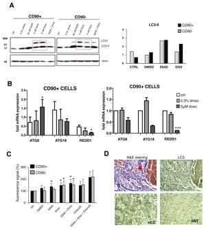 Autophagy activation after doxorubicin in CD90+ and CD90- subpopulation of JHH6. A. LC-3 blotting of doxorubicin-treated cells together with its relative LC3-II protein expression. Densitometric analysis was performed by normalizing LC3-II signal to actin.CD90- DMSO was indicated as 1.0. Red box showed cells treated with doxorubicin. B. mRNA expression of autophagy marker ATG8/GABARAPL1, ATG18/WIPI1, and REDD1/DDIT4. Target gene was normalized to two reference genes ACTB and 18sRNA. The expression of non-treated in CD90- cells was considered as 1.0. C. Determination of autophagic vacuoles also in the presence of lysosomal proteosomal inhibitor chloroquine. Untreated control cells for each cell subpopulations was taken as 100%. Student's t-test * p < 0.05 vs CTRL of each subpopulation. D. Upper panel: A representative of HE and LC3 staining in a HCC nodule with an administration of doxorubicin (arrow). Lower panel: LC3 expression in paired SNT and HCC tissue.