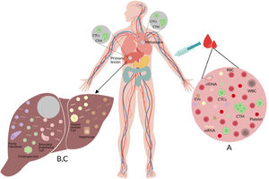 (A) Liquid biopsy of hepatocellular carcinoma (HCC): Spontaneous circulation of CTCs and CTM in peripheral blood reflects tumor progression and tumor spread in patients with HCC [20]. (B) Cell-free nucleic acids (cfNA): cfNA (DNA and RNA) are known to come from apoptotic and necrotic cells or to be released from living eukaryotic cells, thereby providing a valuable source of material which can instruct about natural or biological and pathological processes within its cellular source [170]. (C) Extracellular vesicles (EVs): EVs are small membrane vesicles released by cells in the extracellular environment as part of normal physiology or during pathological processes, which function is the communication between cells, their cargo (mRNAs, miRNAs, proteins and lipids) may reflect the cell of origin as well as the specific stress that induces their formation and release [149,150]. Red blood cell (RBC), white blood cell (WBC), circulating tumor cells (CTCs), circulating tumor microemboli (CTM), and cell-free DNA (cfDNA).