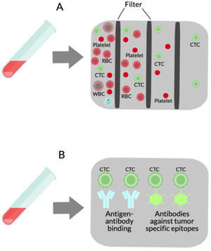 Isolation methods for CTCs. (A) Physical methods use multiple filters based on size, density, migratory capacity, deformability, electric charge, and polarity. (B) Biological methods depend on antigen–antibody binding and antibodies against tumor-specific epitopes including epithelial cell adhesion molecule (EpCAM), human epidermal growth factor receptor 2 (Her2), and prostate-specific antigen (PSA) are typically used in CTCs purification.