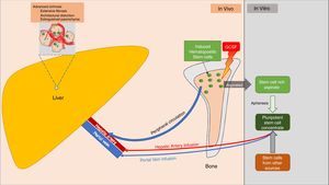 Schematic of routes for stem cell localization into the hepatic parenchyma. The source of stem cells may be stimulated bone marrow, umbilical cord stem cells, or other potential sources of pluripotent stem cells. Stem cells (depicted as green, round cells) localize to liver parenchyma.