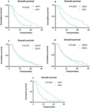 Kaplan–Meier plots of overall survival (OS) contrasting positive versus negative expression of AFP, CEA, CD10, CD34, and Ki67. (A) Association between OS and AFP expression. Patients with high AFP expression had significantly shorter OS (P = 0.002). (B) Association between OS and CEA expression. Patients with high CEA expression had significantly shorter OS (P < 0.0001). (C) Association between OS and CD10 expression, showing no statistically significant difference. (D) Association between OS and CD34 expression, showing no statistically significant difference. (E) Association between OS and Ki67 expression. Patients with high Ki67 expression had significantly shorter OS (P < 0.0001).