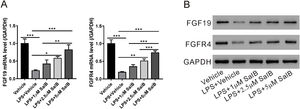 Salvianolic acid B restores LPS induced FGF19 and FGFR4 downregulation. LX-2 cells were treated with different concentrations of salvianolic acid B, as indicated, with or without 100 ng/mL LPS. (A) Fibroblast growth factor (FGF19) and FGF receptor 4 (FGFR4) mRNA levels were measured by quantitative reverse transcription polymerase chain reaction. (B) FGF19, FGFR4, and glyceraldehyde 3-phosphate dehydrogenase protein levels were measured by western blotting. Values represent mean ± standard deviation (n = 5). *P < 0.05, **P < 0.01, ***P < 0.001.