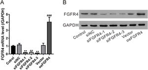 Validation of fibroblast growth factor FGF receptor 4 (FGFR4) knockdown and overexpression. LX-2 cells were transfected with FGFR4 siRNA (siFGFR4-1, 2, and 3), negative control siRNA (siNC), empty vector (Vector), and FGFR4 overexpression vector (oeFGFR4). After 48 h, (A) mRNA and (B) protein levels of FGFR4 were measured by quantitative reverse transcription polymerase chain reaction and western blotting, respectively. Values represent mean ± standard deviation (n = 5). **P <  0.01 vs siNC group, ##P <  0.01 vs Vector group.