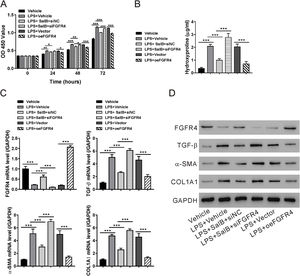 Fibroblast growth factor (FGF19)/FGF receptor 4 (FGFR4) signaling is required for the antifibrotic effects of salvianolic acid B. LX-2 cells were transfected with FGFR4 small interfering RNA (siRNA) (siFGFR4-1, 2, and 3), negative control siRNA (siNC), empty vector (Vector), and FGFR4 overexpression vector (oeFGFR4). The cells were treated with or without LPS and salvianolic acid B. (A) OD450 values were measured 0, 24, 48, and 72 h after treatment with Cell Counting Kit-8 reagents. (B) Hydroxyproline level was measured using a hydroxyproline assay kit. (C) FGFR4, FGF receptor 4 (TGF-β), α-smooth muscle actin (α-SMA), and Collagen1a1 (COL1A1) mRNA levels were measured by quantitative reverse transcription polymerase chain reaction. (D) FGFR4, TGF-β, α-SMA, COL1A1, and GAPDH protein levels were measured by western blotting. Values represent mean ± standard deviation (n = 5). *P <  0.05, **P <  0.01, ***P <  0.001.
