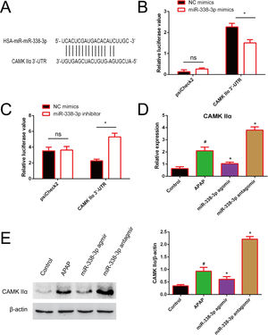 Identification of CAMKIIα as a direct target of miR-338-3p. (A) The binding site of miR-338-3p and CAMKIIα. (B) 293T cells were transfected with the control construct (psiCheck2), or a construct encoding CAMKIIα-3-UTR, combined the miR-338-3p mimic (B) or miR-338-3p inhibitor (C). At 24h post-transfection, the luciferase activity in the cell lysates was detected by a luminometer. *P<0.05, ns: no significant. (D, E) The mRNA and protein levels of CAMKIIα in liver tissues harvested from APAP-treated mice treated with the miR-338-3p agomir or antagomir were detected by reverse transcription-quantitative PCR and western blotting, respectively. Data are presented as the mean±SEM. #Significant compared with control group, P<0.05. *Significant compared with APAP group, P<0.05.