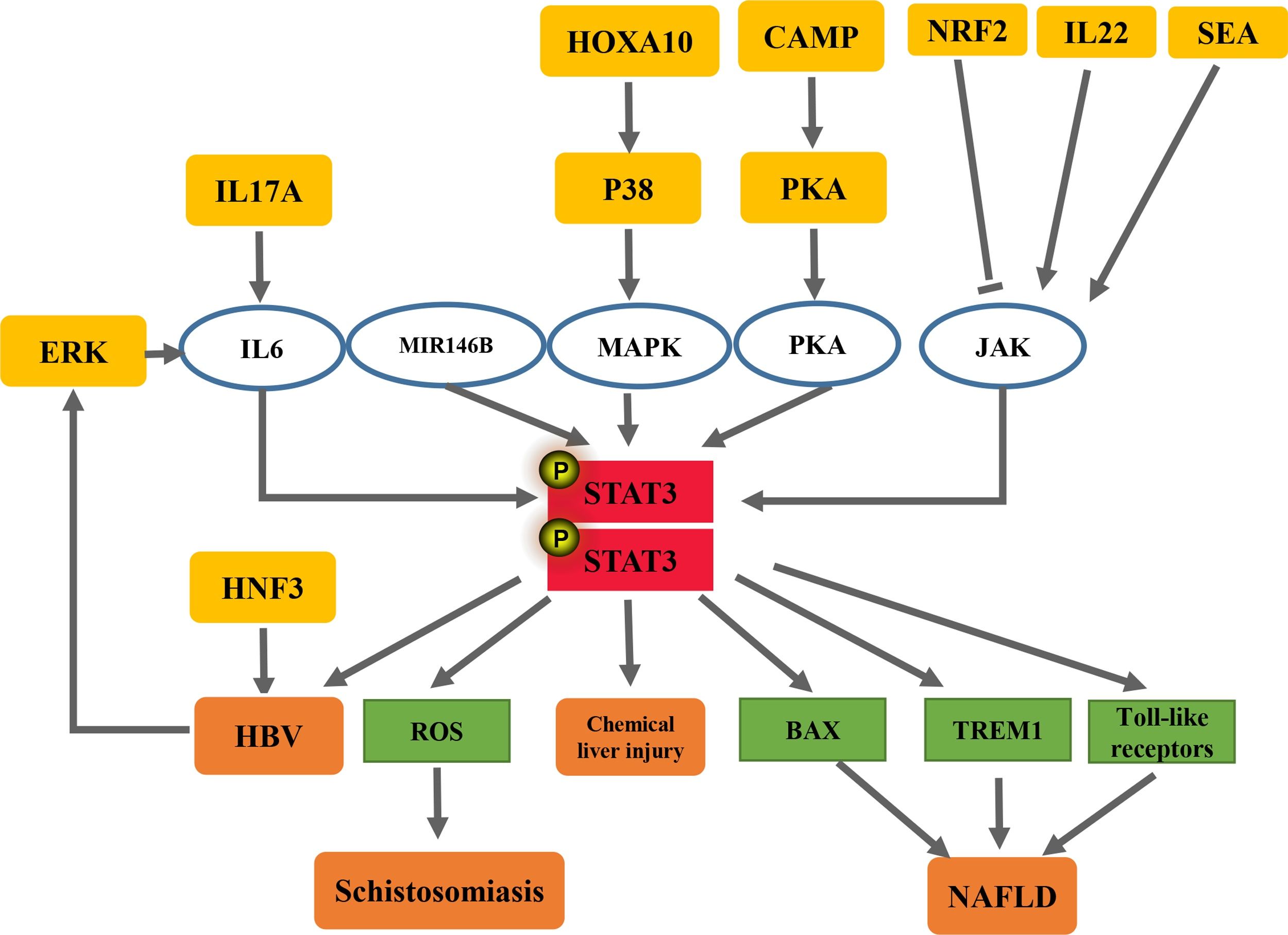 Stat3 Ipf STAT3: A key regulator in liver fibrosis | Annals of Hepatology