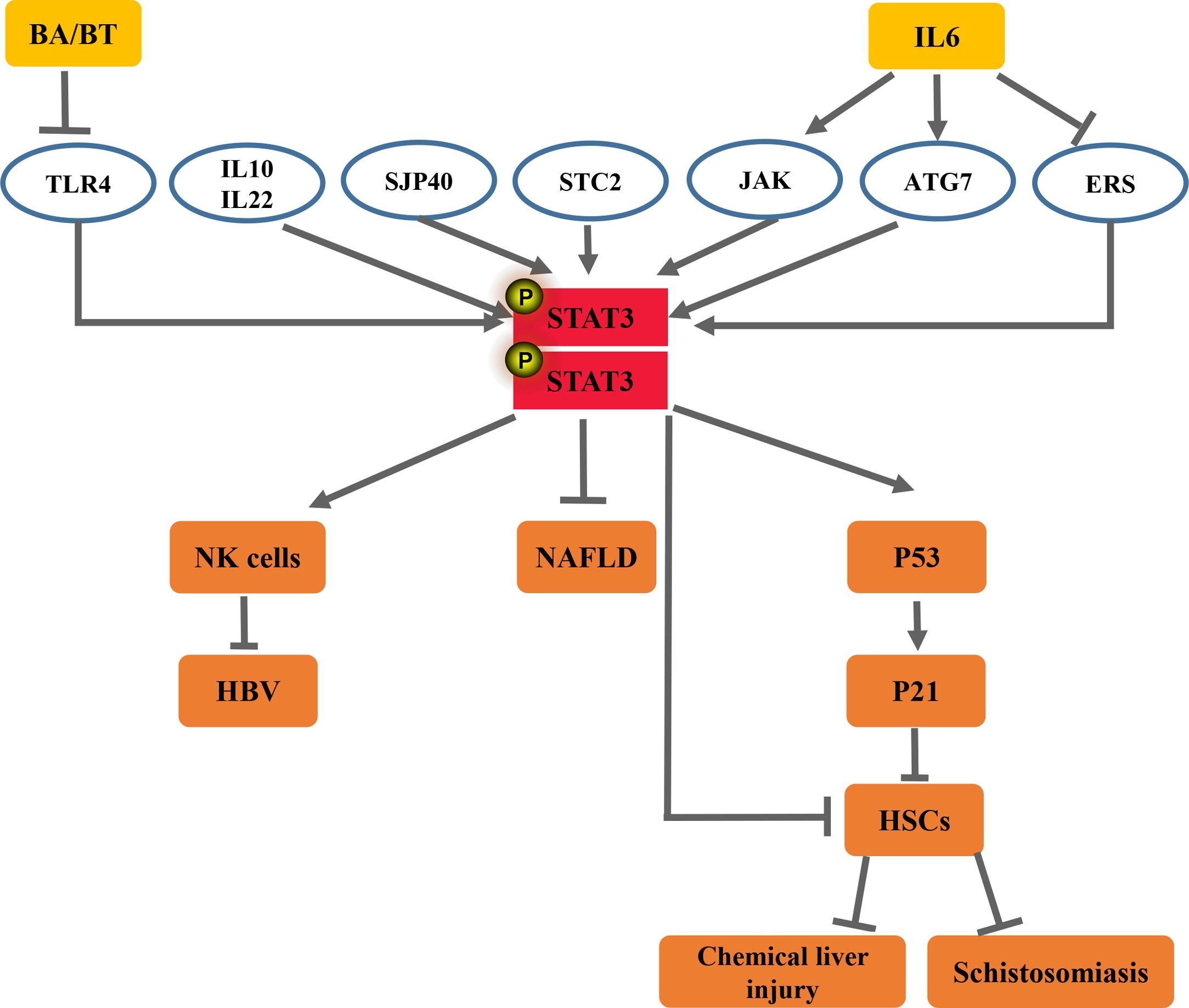 Stat3 Ipf STAT3: A key regulator in liver fibrosis | Annals of Hepatology