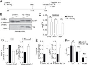 The histone variant H3.3 associates to the cccDNA and activates HBV transcription. (A) Scheme illustrating H3.3-Flag expression and detection of the HBV viral intermediates. (B) Western blot analysis of H3.3-Flag expression. Seventy-two hours after transfection, 15 and 30 µg of total cell extracts derived from transfection were separated on 10% SDS-PAGE and Western blotted for Flag. On the left, the migration of molecular size markers is shown. (C) H3.3 association to viral promoters was assayed by ChIP analysis. Immunoprecipitated DNA was quantified by qPCR using specific primers for core, PreS and HBx promoters. The results are expressed as % of input. The standard deviation was obtained from three PCR reactions and the graph is representative of three independent experiments. (D) Covalent post-translational modifications on histone H3 were determined by ChIP analysis using the specific antibodies: H3 (left) and H3K4me3 (right). Immunoprecipitated DNA was quantified by qPCR using specific primers for core promoter. The results are expressed as fold changes of % Input with respect to the control. The standard deviation was obtained from three PCR reactions and the graphs are representative of two independent experiments. (E) The HBV replicative intermediates cytoplasmic viral core particles (cytDNA, right) and cccDNA (left) were determined 72 h post-transfection of the H3.3-Flag construct. The value obtained in Control and in H3.3-Flag was divided by the Control value, thus the results are expressed relative to the Control. The standard deviation was obtained from four independent experiments. (F) Cell cycle profile of Huh7 cells expressing H3.3-Flag. The standard deviation was obtained from three independent experiments. *: p < 0.05, **: p < 0.01, ***: p < 0.001, Student´s t-test.
