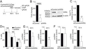 The histone chaperone HIRA assembles the histone H3.3 into the HBV cccDNA. (A) Scheme illustrating the siHIRA and detection of the HBV viral intermediates. (B) Levels of mRNA (left) and protein (right) on samples derived from siControl and siHIRA treated Huh7 cells. The graph shows mRNA levels expressed relative to the siControl. The expression level was normalized to that of GAPDH. The standard deviation was obtained from three independent experiments. (C) H3.3 association to viral promoters was assayed by ChIP analysis under siControl and siHIRA conditions. Flag-immunoprecipitated DNA was quantified by qPCR using specific primers for core promoter. The results are expressed as fold changes of % Input with respect to the control. The standard deviation was obtained from three PCR reactions and the graph is representative of two independent experiments. (D) Cell cycle profile of Huh7 cells treated with siHIRA. The standard deviation was obtained from three independent experiments. (E–F) The HBV intermediates cytoplasmic viral core particles (cytDNA, right) and cccDNA (left) were determined 24 (E) and 72 (F) h post-transfection of the siHIRA, as indicated. The value obtained in siControl and in siHIRA was divided by the siControl value, thus the results are expressed relative to the Control. The standard deviation was obtained from three independent experiments. *: p < 0.05, **: p < 0.01, ***: p < 0.001, Student´s t-test.