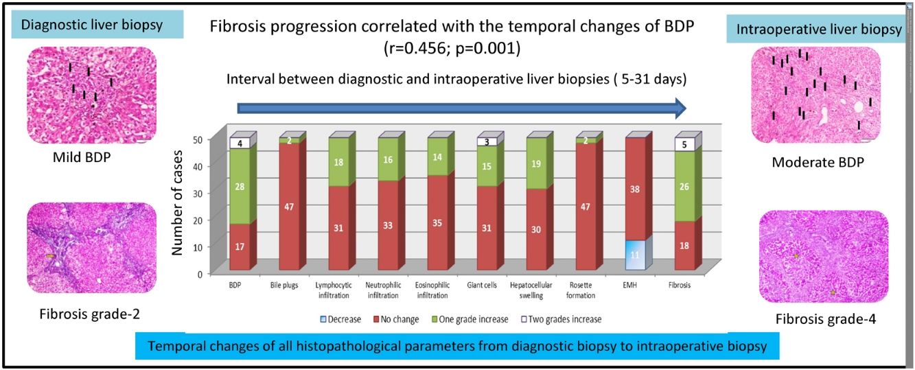 Temporal histopathological changes in biliary atresia: A perspective ...